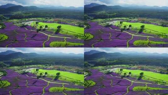 山川大地上的绿色草地和紫色花海高清在线视频素材下载