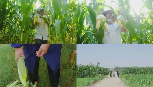 玉米种植高清在线视频素材下载