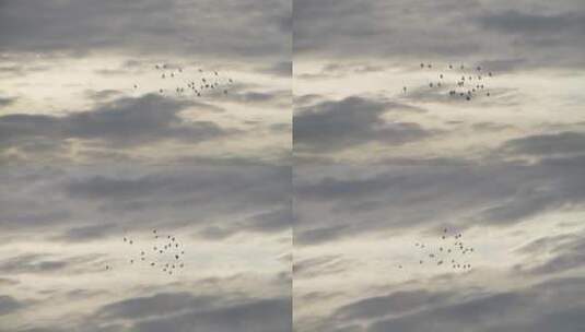 阴云中一群飞鸟迁徙高清在线视频素材下载