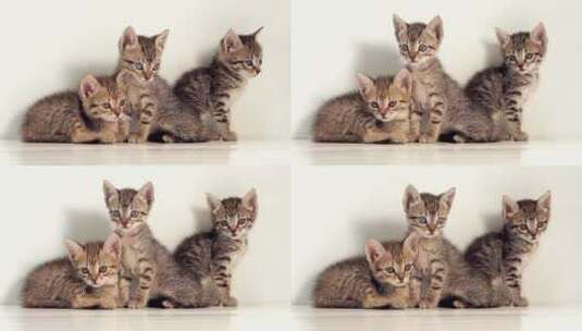三只可爱的小猫咪高清在线视频素材下载