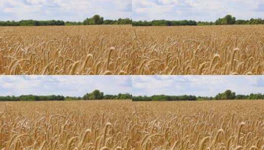 小麦作物4k麦田田园丰收麦子乡村田园麦穗高清在线视频素材下载