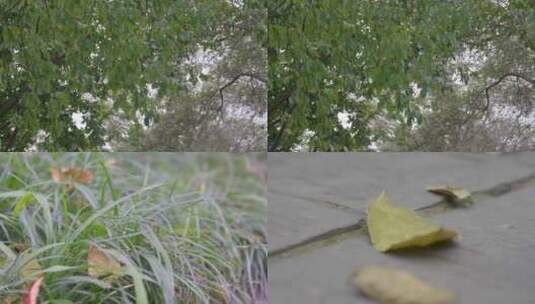 秋天树叶飘落在地上高清在线视频素材下载