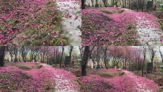 樱花园樱花盛开高清在线视频素材下载