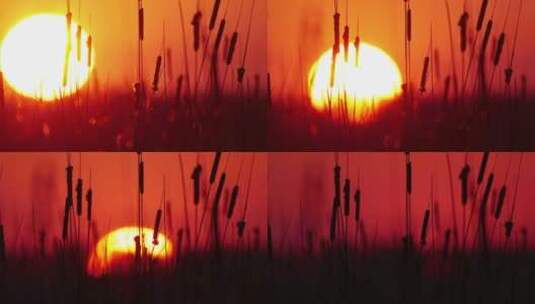 野草背景前一轮夕阳缓缓落下延时摄影高清在线视频素材下载
