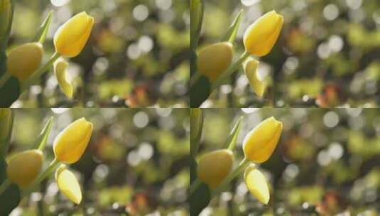 郁金香 花 春天的花朵 黄色高清在线视频素材下载