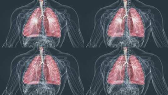 人体三维肺部呼吸呼气吸气肺功能展示动画高清在线视频素材下载