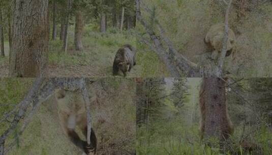 熊蹭树 棕熊高清在线视频素材下载