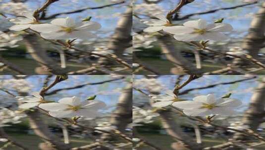 济南五龙潭樱花、海棠花绽放，春季景色迷人高清在线视频素材下载
