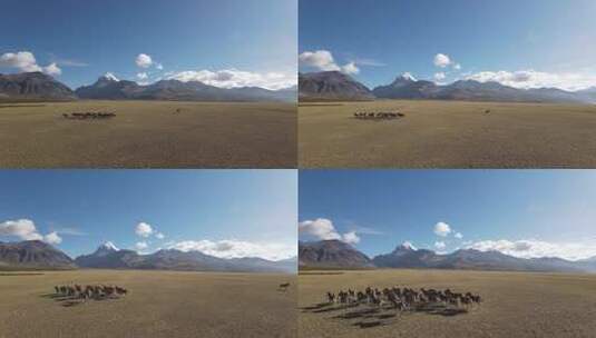奔跑中的藏野驴高清在线视频素材下载