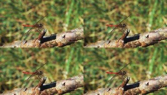 红蜻蜓在树枝上的特写镜头高清在线视频素材下载