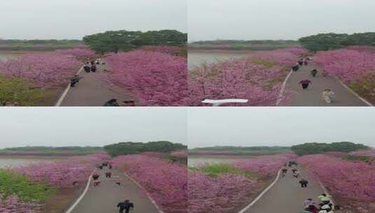 湖南省常宁市百万樱花园1080竖版航拍风光高清在线视频素材下载