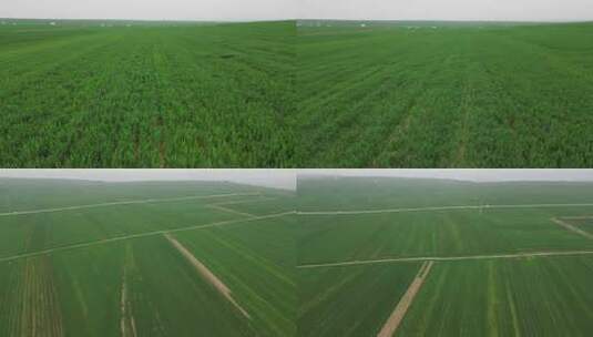 航拍新农村农场大麦田一望无际绿色小麦7高清在线视频素材下载