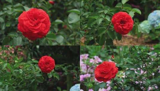 大红月季花红色花朵红色月季高清在线视频素材下载