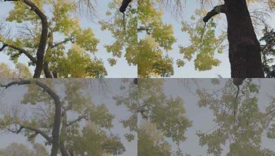 秋天黄叶绿叶城市街道树木高清在线视频素材下载