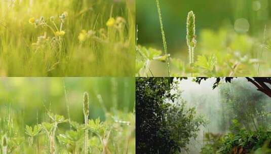 油茶种植基地林间绿植特写画面高清在线视频素材下载