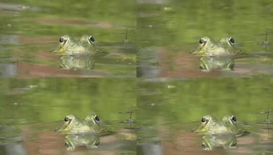 青蛙浮出水面露出眼睛高清在线视频素材下载
