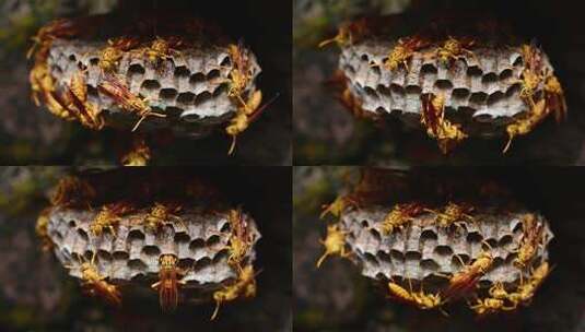 黄蜂的蜂窝高清在线视频素材下载