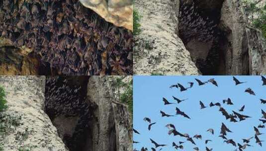 山洞里一群蝙蝠高清在线视频素材下载
