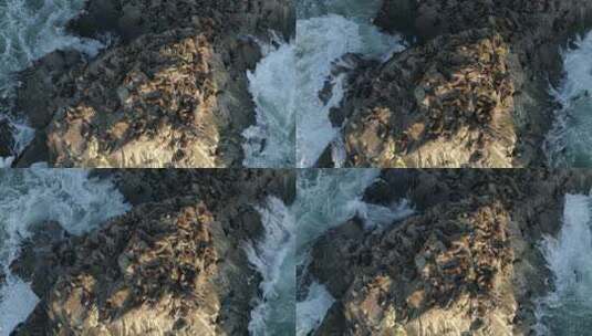 俯瞰岩石上的海狮群高清在线视频素材下载