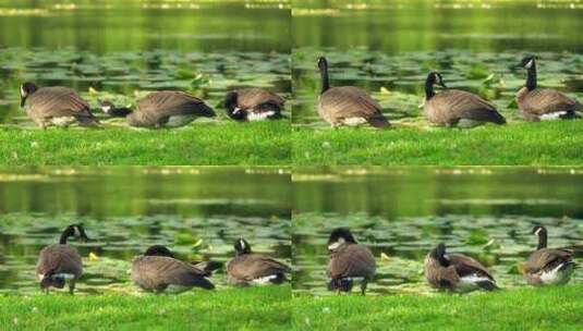 美丽的鸭子在湖边的草地上高清在线视频素材下载