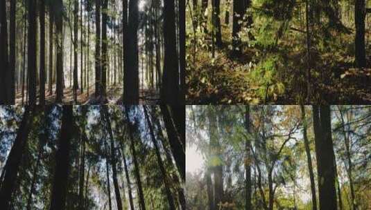 秋季阳光穿过树林森林高清在线视频素材下载