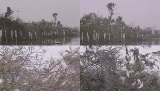 l1汕尾海丰红树林枝头上的白色鸟类高清在线视频素材下载