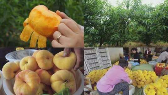 黄蟠桃种植高清在线视频素材下载