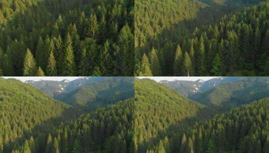 飞过美丽的山间松林树木高清在线视频素材下载