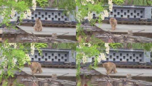 猫在屋顶休息睡觉打哈气高清在线视频素材下载