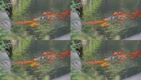 鱼池红鲤鱼高清在线视频素材下载