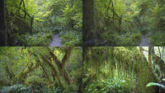热带雨林高清在线视频素材下载