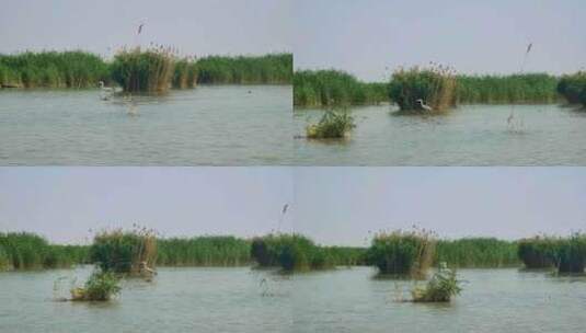 宁夏石嘴山沙湖旅游景区湿地水鸟栖息地高清在线视频素材下载