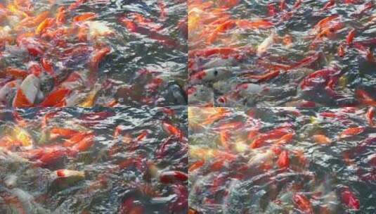 金鸡湖大群鲤鱼锦鲤观赏鱼鱼群高清在线视频素材下载