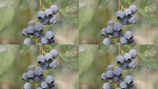 成熟的蓝莓挂在枝头高清在线视频素材下载