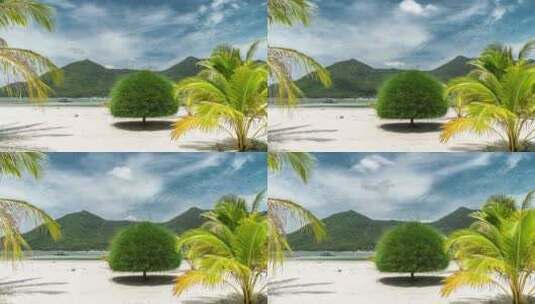 沙滩上的树木高清在线视频素材下载