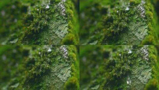 大自然  春天  夏天  苔藓 下雨高清在线视频素材下载