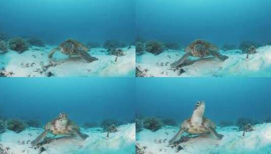 好奇的海龟在水下沙滩上缓慢地向一名水肺潜水员靠近。特写镜头高清在线视频素材下载