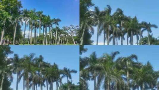 风吹椰子树林高清在线视频素材下载