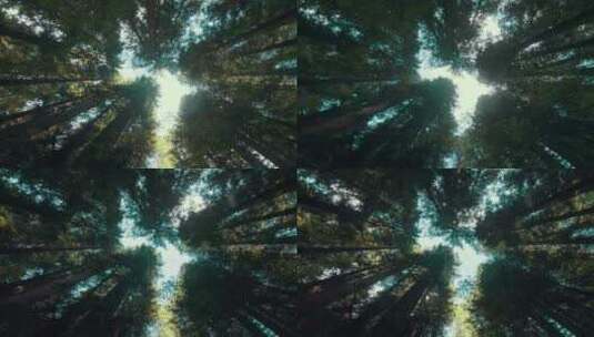 俯拍透过森林里的光和流云高清在线视频素材下载
