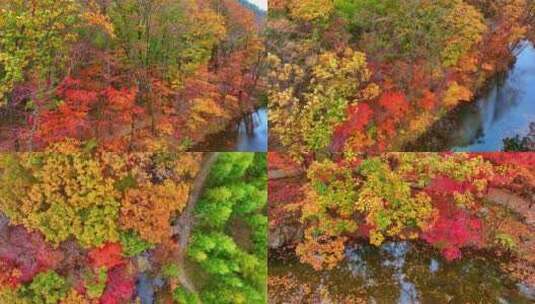 4K超清秋天本溪枫叶色彩五花山老边沟风景高清在线视频素材下载