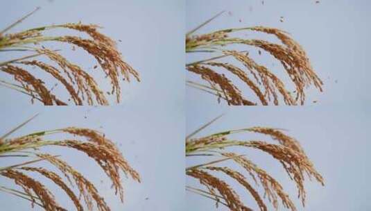 稻穗 稻子 水稻高清在线视频素材下载