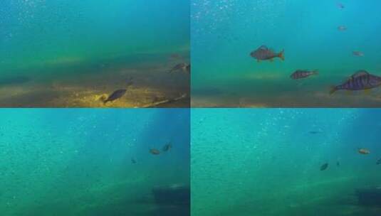 水底鱼群高清在线视频素材下载