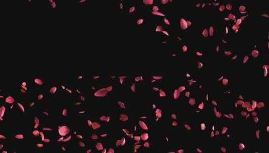 玫瑰花瓣高清在线视频素材下载