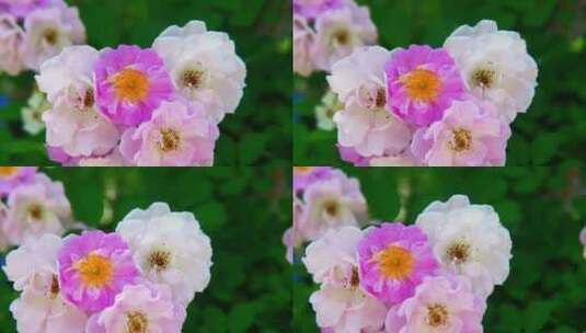 春天蔷薇花野蔷薇花朵花海自然风景高清在线视频素材下载