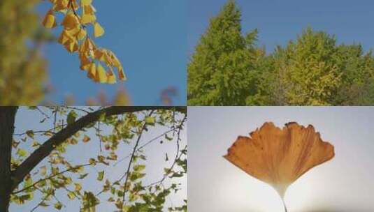 秋天阳光下的银杏叶高清在线视频素材下载