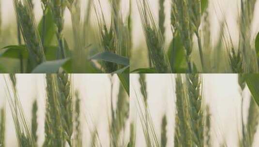 农村田野小麦粮食麦穗麦芒特写高清在线视频素材下载