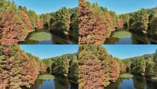 秋天多色的南京燕雀湖落羽杉水杉森林航拍高清在线视频素材下载