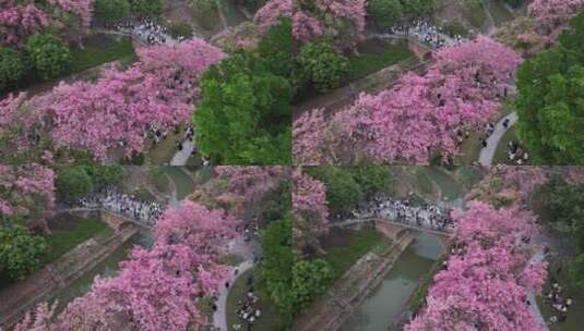 中国广东省广州市从化区华软异木棉高清在线视频素材下载