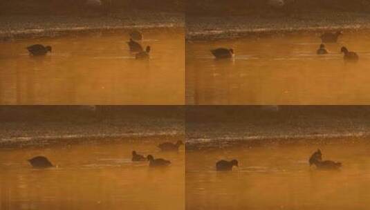 清晨凌晨池塘沼泽湿地黑水鸡高清在线视频素材下载