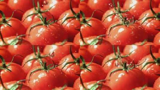 新鲜的番茄有机番茄高清在线视频素材下载